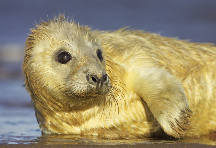 Grey Seal (Halichoerus grypus) portrait of young pup on edge of water. UK. November 2005.